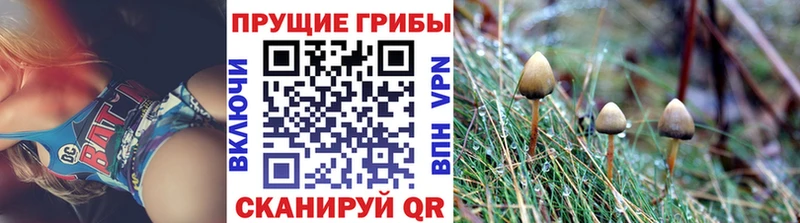 Псилоцибиновые грибы Cubensis  Чегем 